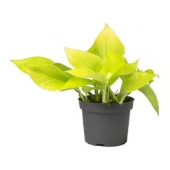 Epipremnum Aureum Neon - Golden Neon Pothos 20 Epipremnum Aureum Neon - Golden Neon Pothos -HORTOLOGY Plants Sale Epipremnum Neon Pothos Small