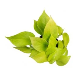 Epipremnum Aureum Neon - Golden Neon Pothos 19 Epipremnum Aureum Neon - Golden Neon Pothos -HORTOLOGY Plants Sale Epipremnum Neon Pothos Small Leaves