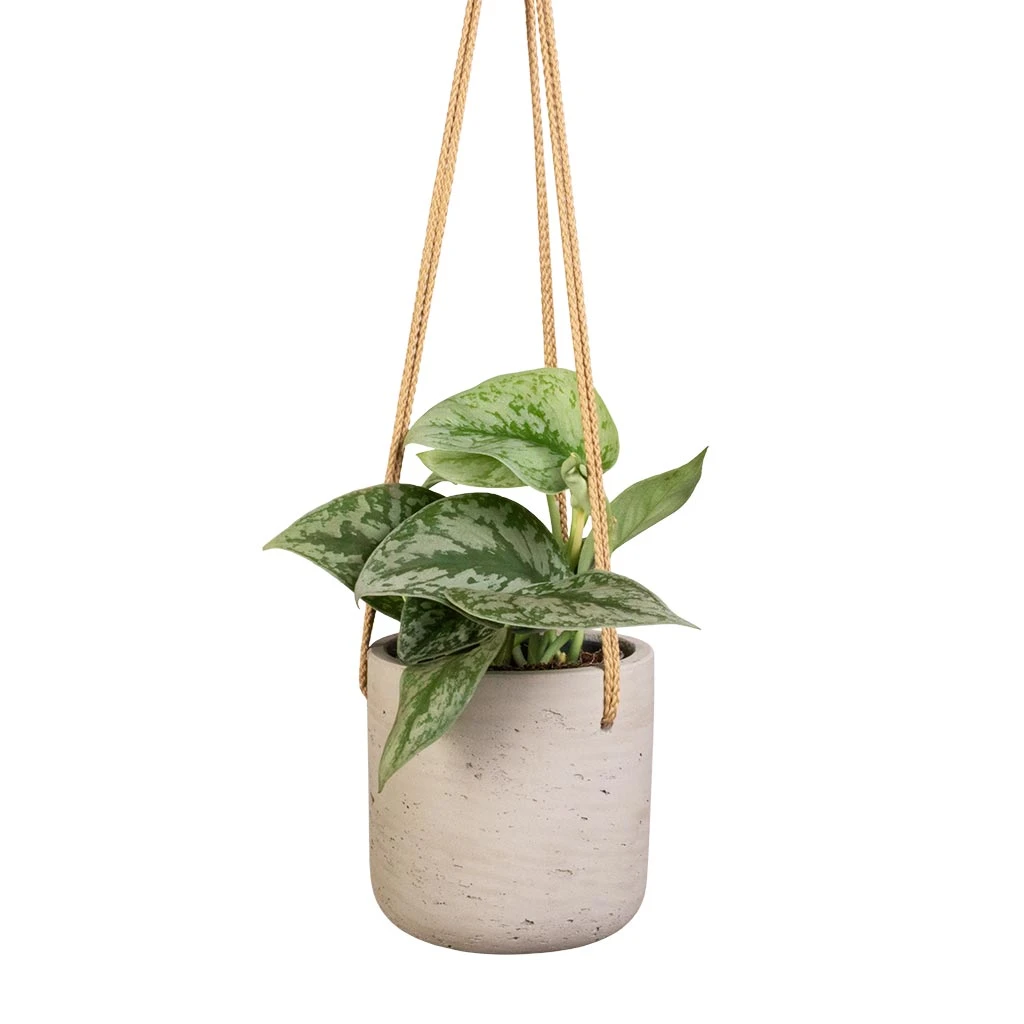 Charlie Hanging Plant Pot - Grey Washed 4 Charlie Hanging Plant Pot - Grey Washed - Image 4