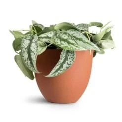 Epipremnum Trebie - Satin Pothos Trebie