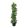 Epipremnum Trebie - Satin Pothos Trebie - Column