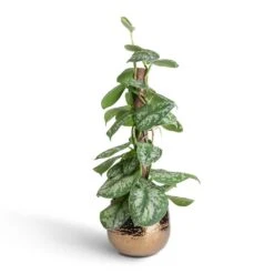 Epipremnum Trebie - Satin Pothos Trebie - Moss Pole