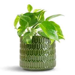 Flor Plant Pot - Green -HORTOLOGY Plants Sale Epipremnum aureum Golden Pothos 12x25cm Flor Plant Pot Green 17x15cm 90fa5d9c f74f 4007 bbe8 3a9c5ee5e4fa