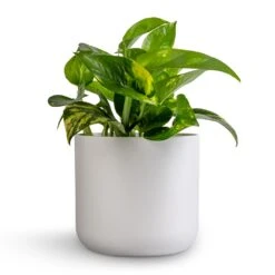 Lisbon Plant Pot - White -HORTOLOGY Plants Sale Epipremnum aureum Golden Pothos 12x25cm Lisbon Plant Pot White