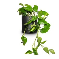 Puk Natural Planter - Matt Black Textured Fibrestone Indoor and Outdoor Pot -HORTOLOGY Plants Sale Epipremnum aureum Golden Pothos 15x30cm Puk Natural Planter Matt Black 20x20cm