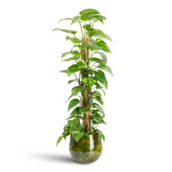 Emmie Metal Plant Pot - Mystic Yellow 18 Emmie Metal Plant Pot - Mystic Yellow -HORTOLOGY Plants Sale Epipremnum aureum Golden Pothos Moss Pole 19x90cm Emmie Metal Pot Mystic Yellow 23x20cm