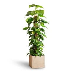 Raindrop Cube Planter - Stone -HORTOLOGY Plants Sale Epipremnum aureum Golden Pothos Moss Pole 24x120cm Raindrop Cube Planter Stone 30x30x27cm 25ab2f0c 2121 4b5a b2ea c3e4d4028914