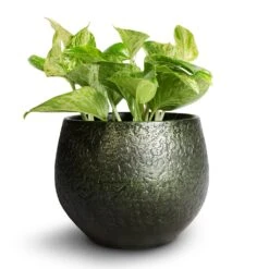 Noor Plant Pot - Velvet Green 30 Noor Plant Pot - Velvet Green -HORTOLOGY Plants Sale Epipremnum aureum Marble Queen Pothos 12x20cm Noor Plant Pot Velvet Green 16x13cm 6804906c b361 4243 a6f2 9afa9235fe65