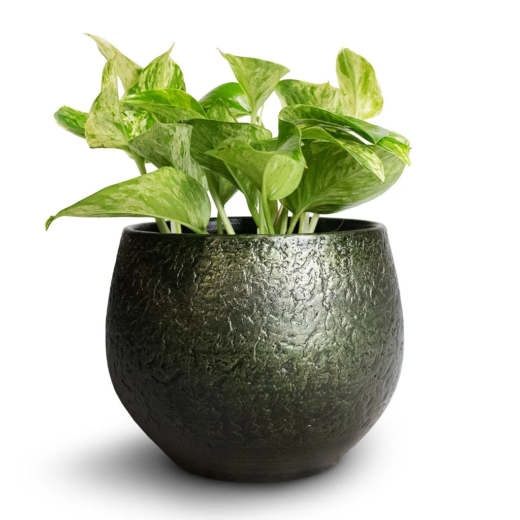 Noor Plant Pot - Velvet Green 11 Noor Plant Pot - Velvet Green - Image 11