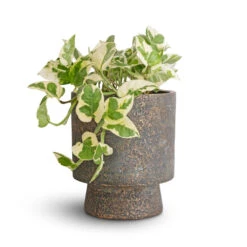 Aily Plant Pot - Earth Cement -HORTOLOGY Plants Sale Epipremnum aureum NJoy Pothos 12x15cm Aily Plant Pot Anthracite 17x20cm 5b9b2088 d61c 4526 adf5 9d9cefcac705