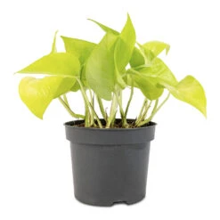 Epipremnum Aureum Neon - Golden Neon Pothos 18 Epipremnum Aureum Neon - Golden Neon Pothos -HORTOLOGY Plants Sale Epipremnum aureum Neon Golden Neon Pothos 12x20cm