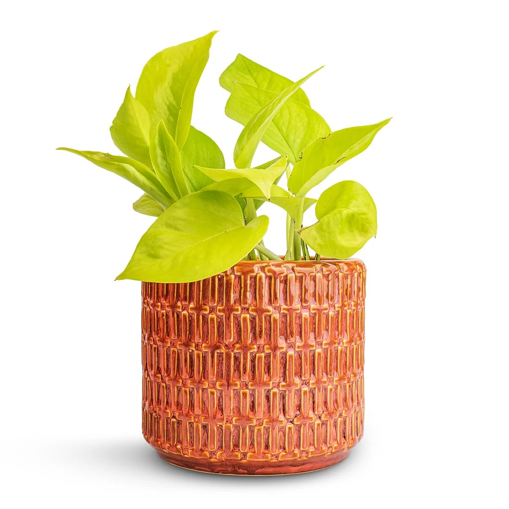 Flor Plant Pot - Orange 6 Flor Plant Pot - Orange - Image 6