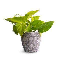 Monza Plant Pot - Vintage Grey -HORTOLOGY Plants Sale Epipremnum aureum Neon Golden Neon Pothos 12x20cm Monza Plant Pot Vintage Grey 13x13cm