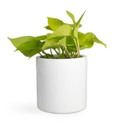 Epipremnum Aureum Neon - Golden Neon Pothos 30 Epipremnum Aureum Neon - Golden Neon Pothos -HORTOLOGY Plants Sale Epipremnum aureum Neon Golden Neon Pothos 12x20cm Puk Planter Glossy White 15x15cm
