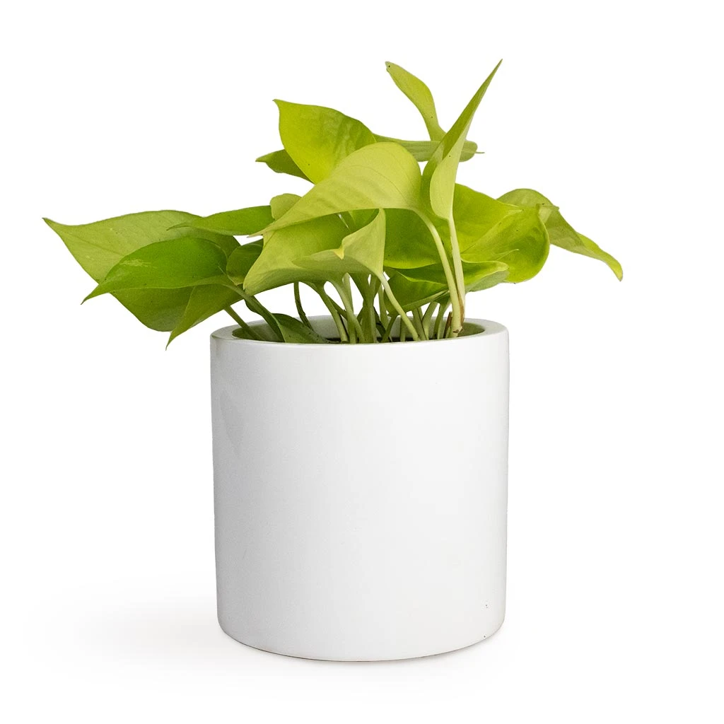 Epipremnum Aureum Neon - Golden Neon Pothos 15 Epipremnum Aureum Neon - Golden Neon Pothos - Image 15