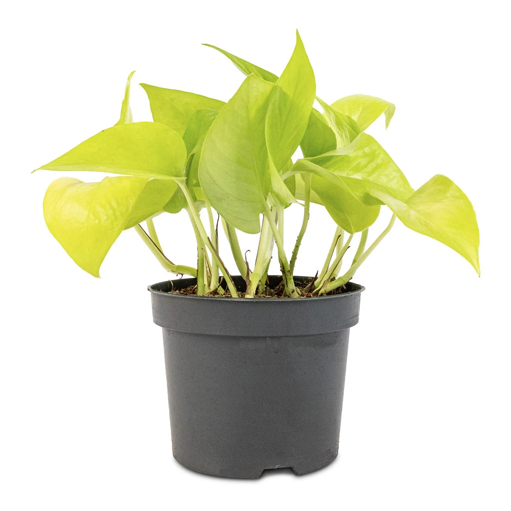 Epipremnum Aureum Neon - Golden Neon Pothos 3 Epipremnum Aureum Neon - Golden Neon Pothos - Image 3