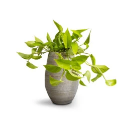 Epipremnum Aureum Neon - Golden Neon Pothos 27 Epipremnum Aureum Neon - Golden Neon Pothos -HORTOLOGY Plants Sale Epipremnum aureum Neon Golden Neon Pothos 15x40cm Noor Plant Vase Metallic Grey 23x36cm 1e74293c 172d 45ba a3f8 75c2c9a55b9f