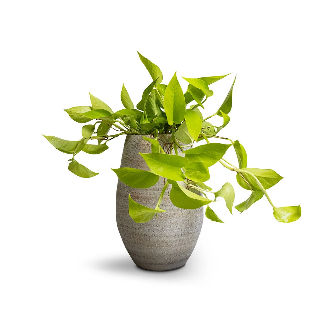 Epipremnum Aureum Neon - Golden Neon Pothos 12 Epipremnum Aureum Neon - Golden Neon Pothos - Image 12