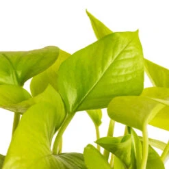 Epipremnum Aureum Neon - Golden Neon Pothos 21 Epipremnum Aureum Neon - Golden Neon Pothos -HORTOLOGY Plants Sale Epipremnum aureum Neon Golden Neon Pothos DETAIL 2