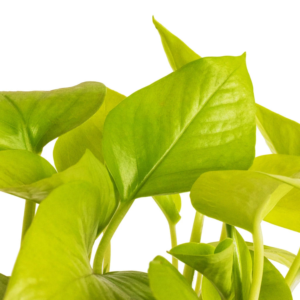 Epipremnum Aureum Neon - Golden Neon Pothos 6 Epipremnum Aureum Neon - Golden Neon Pothos - Image 6