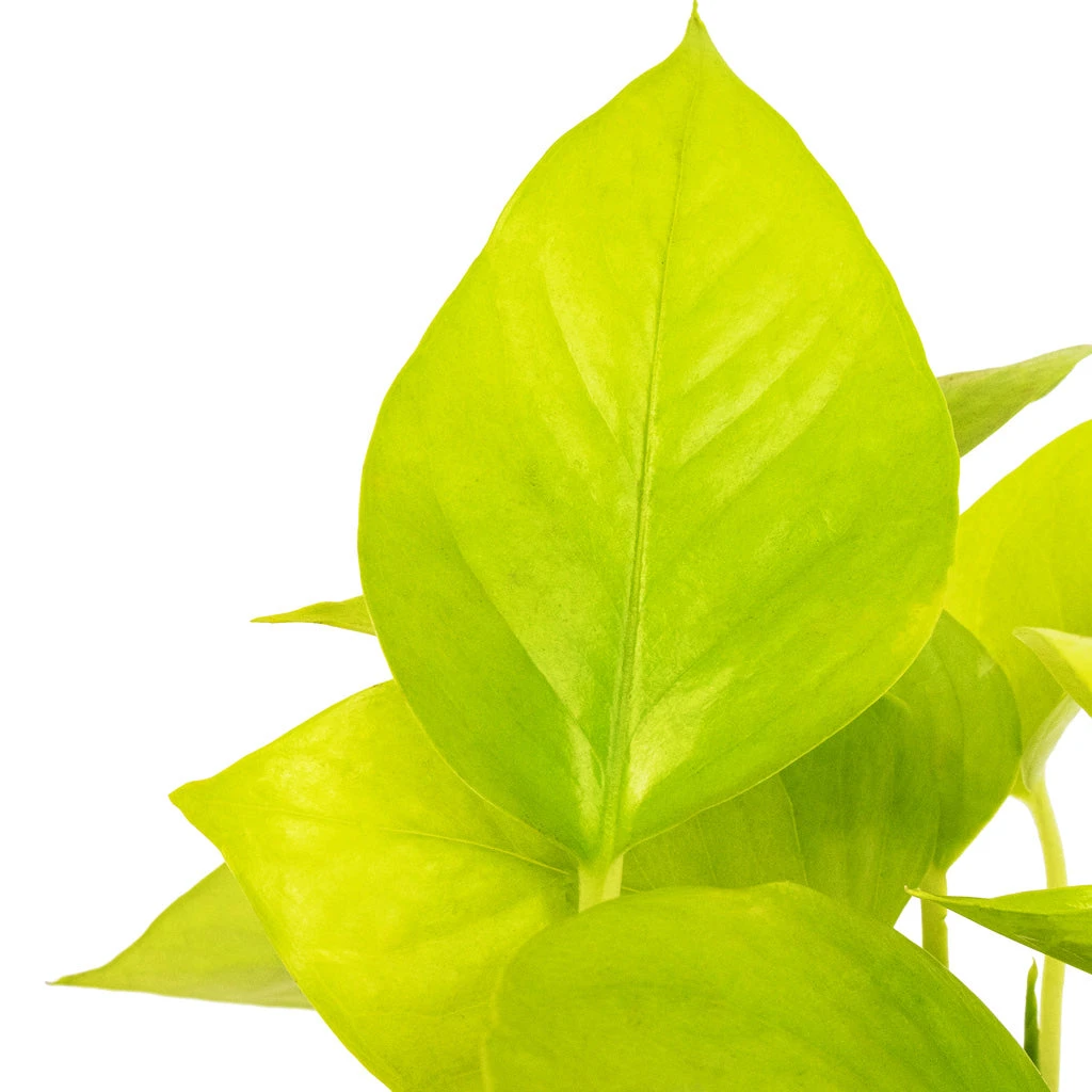 Epipremnum Aureum Neon - Golden Neon Pothos 2 Epipremnum Aureum Neon - Golden Neon Pothos - Image 2