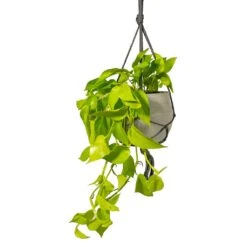 Epipremnum Aureum Neon - Golden Neon Pothos 25 Epipremnum Aureum Neon - Golden Neon Pothos -HORTOLOGY Plants Sale Epipremnum aureum Neon Golden Neon Pothos Houseplant 15x40cm Plant Pot Hans Hanging Laterite Grey 22x19cm