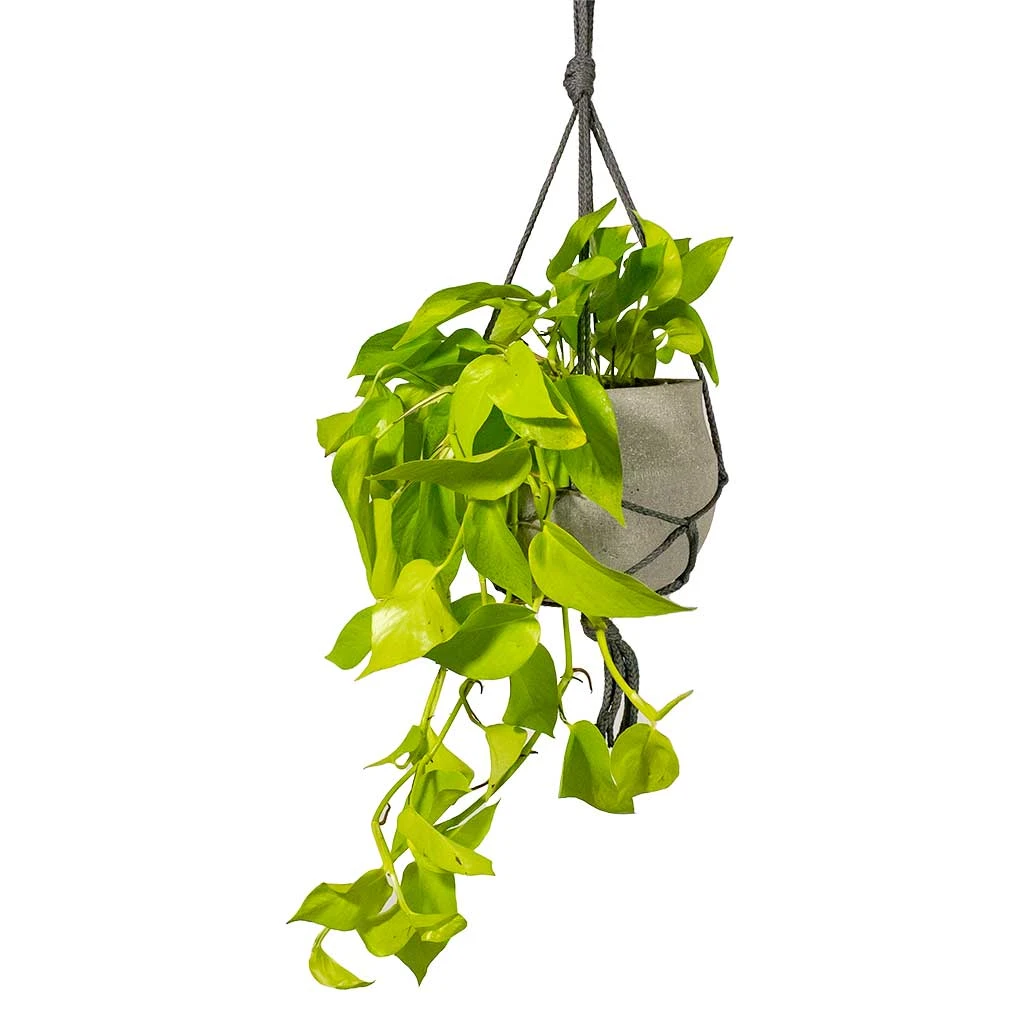 Epipremnum Aureum Neon - Golden Neon Pothos 10 Epipremnum Aureum Neon - Golden Neon Pothos - Image 10