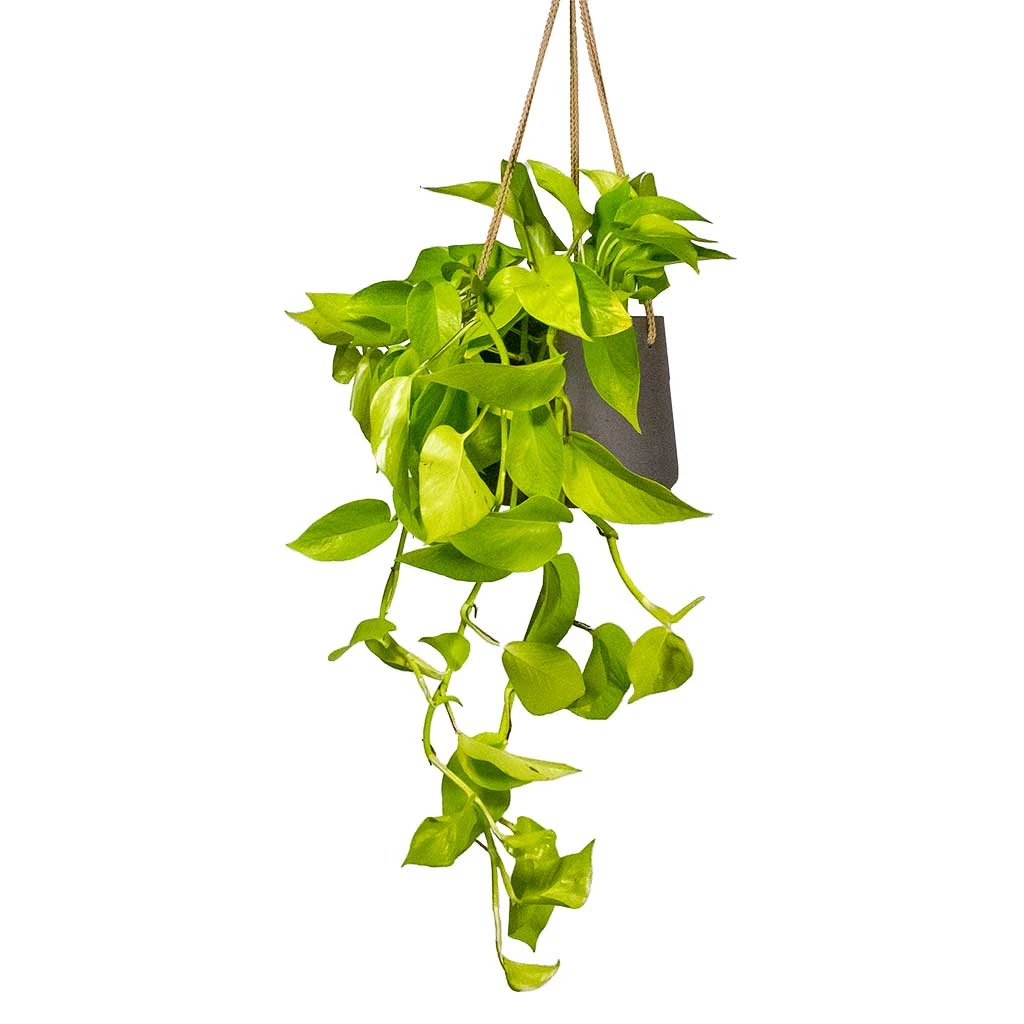 Epipremnum Aureum Neon - Golden Neon Pothos 1 Epipremnum Aureum Neon - Golden Neon Pothos