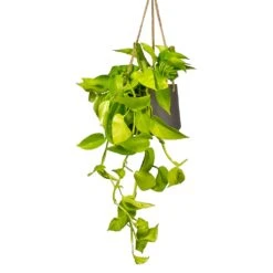 Patt Hanging Plant Pot - Black Washed -HORTOLOGY Plants Sale Epipremnum aureum Neon Golden Neon Pothos Houseplant 15x40cm Plant Pot Patt Hanging Black Wash 20x17cm a1e5f424 ea21 4341 8cef 8cd7fe3fa8f5