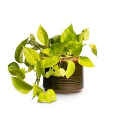 Epipremnum Aureum Neon - Golden Neon Pothos 28 Epipremnum Aureum Neon - Golden Neon Pothos -HORTOLOGY Plants Sale Epipremnum aureum Neon Golden Neon Pothos15x40cm Jordy Plant Pot Forest Green 18x15cm