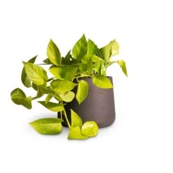 Epipremnum Aureum Neon - Golden Neon Pothos 29 Epipremnum Aureum Neon - Golden Neon Pothos -HORTOLOGY Plants Sale Epipremnum aureum Neon Golden Neon Pothos15x40cm Patt Plant Pot Black Washed 20x17cm