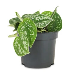 Epipremnum Pictum Argyraeus - Satin Pothos -HORTOLOGY Plants Sale Epipremnum pictum Argyraeus Satin Pothos 12x20cm