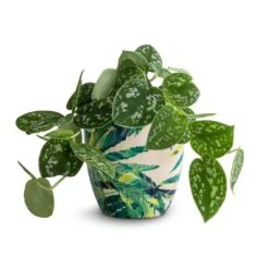 Epipremnum Pictum Argyraeus - Satin Pothos -HORTOLOGY Plants Sale Epipremnum pictum Argyraeus Satin Pothos 12x20cm Monza Plant Pot Botanical Fern 13x13cm