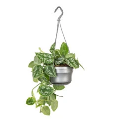 Epipremnum Pictum Argyraeus - Satin Pothos -HORTOLOGY Plants Sale Epipremnum pictum Argyraeus Satin Pothos 14x30cm