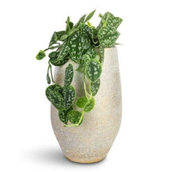 Epipremnum Pictum Argyraeus - Satin Pothos -HORTOLOGY Plants Sale Epipremnum pictum Argyraeus Satin Pothos 14x30cm Noor Plant Vase Metallic Grey 23x36cm