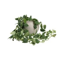 Abby Ridged Plant Pot - Cement -HORTOLOGY Plants Sale Epipremnum pictum Argyraeus Satin Pothos 15x40cm Abby Ball Plant Pot Ridged Cement 23x20cm fb310b21 298a 46f4 bfcd 1a5632033a14