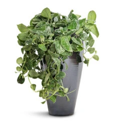 Epipremnum Pictum Argyraeus - Satin Pothos -HORTOLOGY Plants Sale Epipremnum pictum Argyraeus Satin Pothos 15x40cm Amora Plant Vase Anthracite Mirror 23x45cm