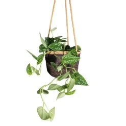 Epipremnum Pictum Argyraeus - Satin Pothos -HORTOLOGY Plants Sale Epipremnum pictum Argyraeus Satin Pothos 15x40cm Igmar Hanging Plant Basket Grey 17x14cm