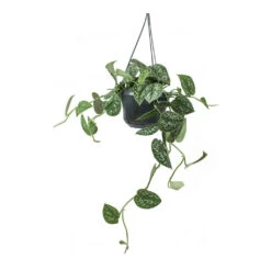 Epipremnum Pictum Argyraeus - Satin Pothos -HORTOLOGY Plants Sale Epipremnum pictum Argyraeus Satin Pothos Hanging Houseplant