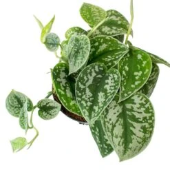 Epipremnum Pictum Argyraeus - Satin Pothos -HORTOLOGY Plants Sale Epipremnum pictum Argyraeus Satin Pothos Leaves