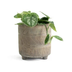 Epipremnum Pictum Argyraeus - Satin Pothos -HORTOLOGY Plants Sale Epipremnum pictum Argyraeus Satin Pothos Nola Plant Pot Shiny Earth ea48a183 25db 4b65 b7c5 87f1b8f649ac