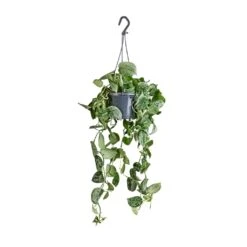 Epipremnum Pictum Silvery Ann - Satin Pothos -HORTOLOGY Plants Sale Epipremnum pictum Silvery Ann Satin Pothos 14x35cm