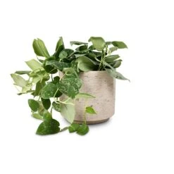 Epipremnum Pictum Silvery Ann - Satin Pothos -HORTOLOGY Plants Sale Epipremnum pictum Silvery Ann Satin Pothos 14x35cm Novi Plant Pot Grey Washed 18x15.5cm aa7ee264 029a 46c2 886c ebe1abe1be0f