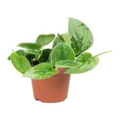 Epipremnum Pictum Silvery Ann - Satin Pothos -HORTOLOGY Plants Sale Epipremnum pictum Silvery Ann Satin Pothos