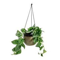 Epipremnum Pictum Silvery Ann - Satin Pothos -HORTOLOGY Plants Sale Epipremnum pictum Silvery Ann Satin Pothos Mya Hanging Planter Deep Champagne