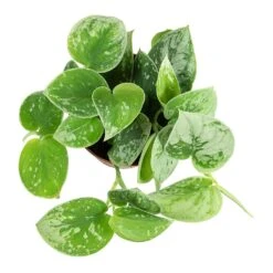 Epipremnum Pictum Silvery Ann - Satin Pothos -HORTOLOGY Plants Sale Epipremnum pictum Silvery Ann Satin Pothos Plant