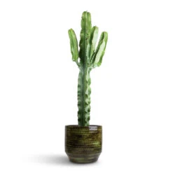Sanna Plant Pot - Moss Green -HORTOLOGY Plants Sale Euphorbia erytrea Desert Cactus 19 70cm Sanna Plan Pot Moss Green 31x26cm 96050d4d 1143 4ba6 8a9a d2c52f9aabc0