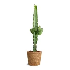 Euphorbia Erytrea - Desert Cactus -HORTOLOGY Plants Sale Euphorbia erytrea Desert Cactus 19x75cm Igmar Plant Basket Natural 22x19cm 750c3a61 ff7d 4463 aab4 a5f4281854dd