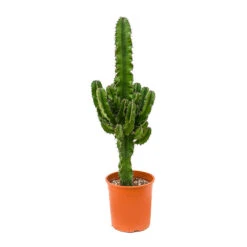 Euphorbia Erytrea - Desert Cactus -HORTOLOGY Plants Sale Euphorbia erytrea Desert Cactus 19x90cm