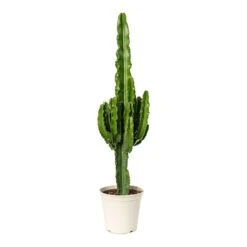 Euphorbia Erytrea - Desert Cactus -HORTOLOGY Plants Sale Euphorbia erytrea Desert Cactus 23x100cm
